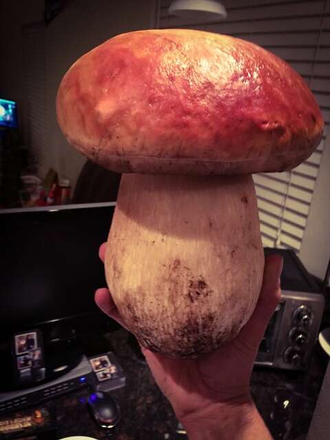 Image of Boletus