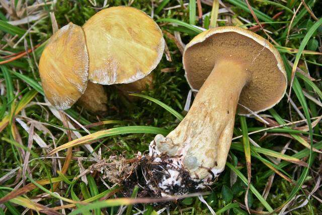 Image de Suillus tomentosus Singer 1960