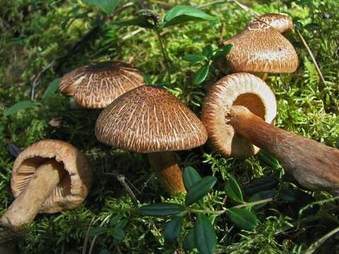 Слика од Tricholoma vaccinum (Schaeff.) P. Kumm. 1871