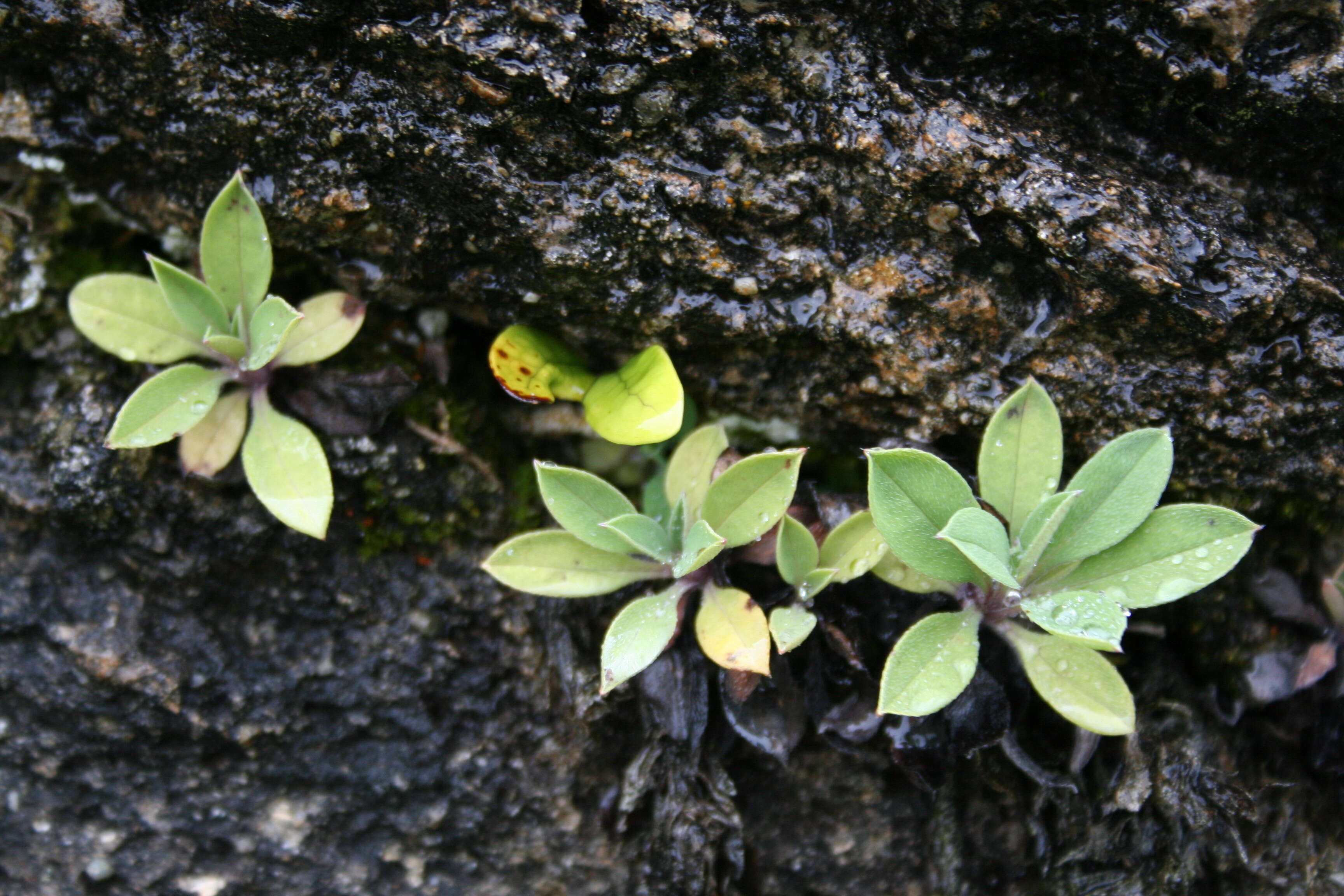 Image de Myosotis eximia Petrie