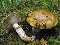 Tricholoma focale (Fr.) Ricken 1914 resmi