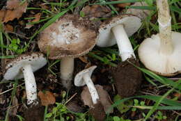 Plancia ëd Amanita calyptratoides Peck 1909