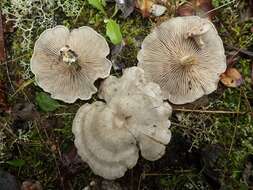 Image of Entoloma undatum (Gillet) M. M. Moser 1978