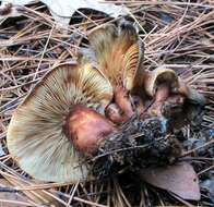 Image of Lactarius vinaceorufescens A. H. Sm. 1960