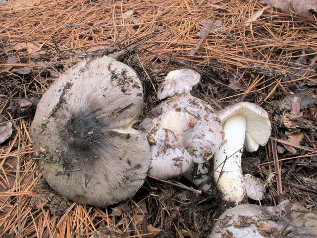 Imagem de Tricholoma