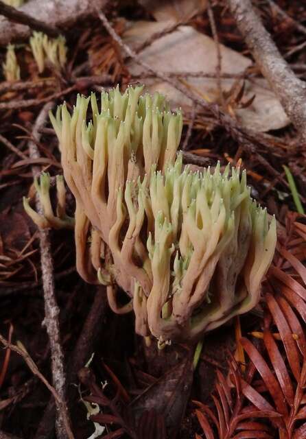 Image of Green-tipped Coral