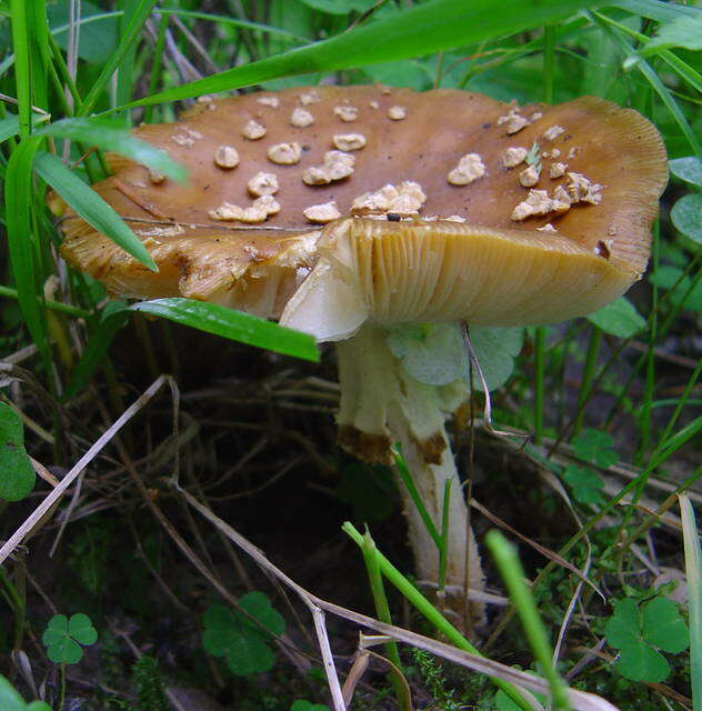 Image of Royal Fly Agaric