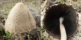 Image de unclassified Agaricales