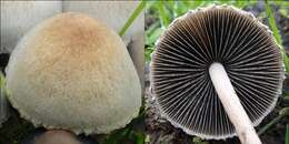 Image de unclassified Agaricales