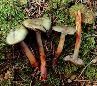 Phaeocollybia resmi