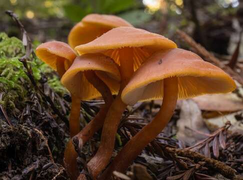 Image of Rhodophana nitellina (Fr.) Papetti 2014