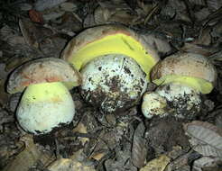 Image de Butyriboletus persolidus D. Arora & J. L. Frank 2014