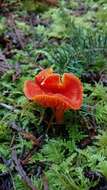 Image of waxcaps (fungi)