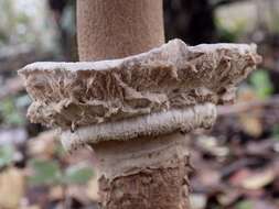 Image of Macrolepiota