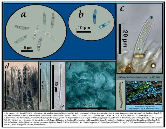 Image of Chlorociboriaceae