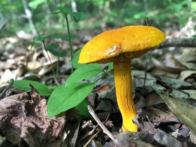 Image of Aureoboletus auriflammeus (Berk. & M. A. Curtis) G. Wu & Zhu L. Yang 2016