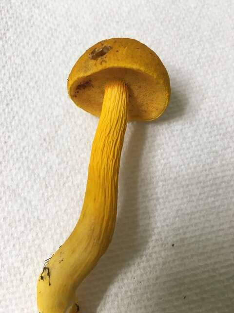 Image of Aureoboletus auriflammeus (Berk. & M. A. Curtis) G. Wu & Zhu L. Yang 2016