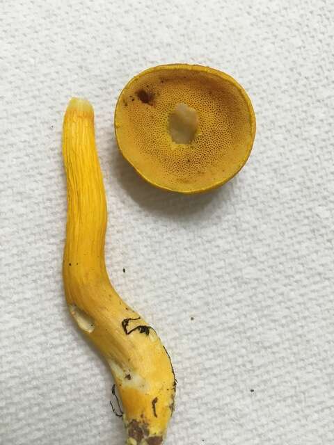 Image of Aureoboletus auriflammeus (Berk. & M. A. Curtis) G. Wu & Zhu L. Yang 2016