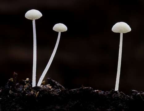 Hemimycena resmi