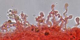 Image of Hemimycena