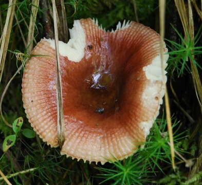 Image of Russula nitida (Pers.) Fr. 1838