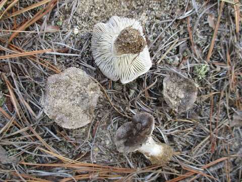 Image of Tricholoma niveipes Peck 1902