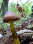 Image of Hygrocybe singeri (A. H. Sm. & Hesler) Singer 1958