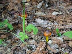 Image of Hygrocybe singeri (A. H. Sm. & Hesler) Singer 1958