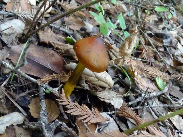 Image of Hygrocybe singeri (A. H. Sm. & Hesler) Singer 1958