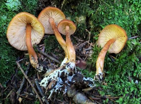 Image de Rhodophana nitellina (Fr.) Papetti 2014