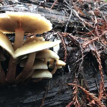 Image of Hypholoma