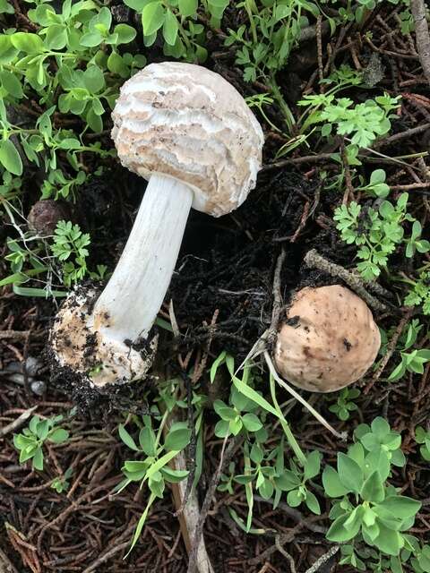 Image of Chlorophyllum brunneum (Farl. & Burt) Vellinga 2002