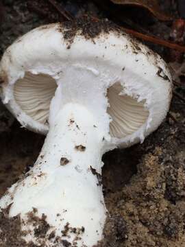 Image of <i>Amanita baccata</i>