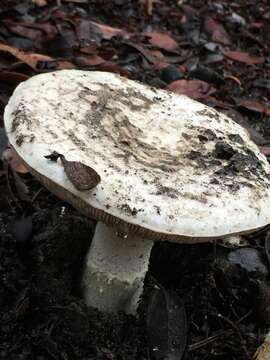 Image of <i>Amanita baccata</i>