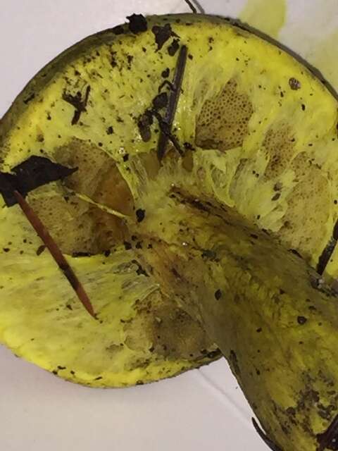 粉末牛肝菌属的图像