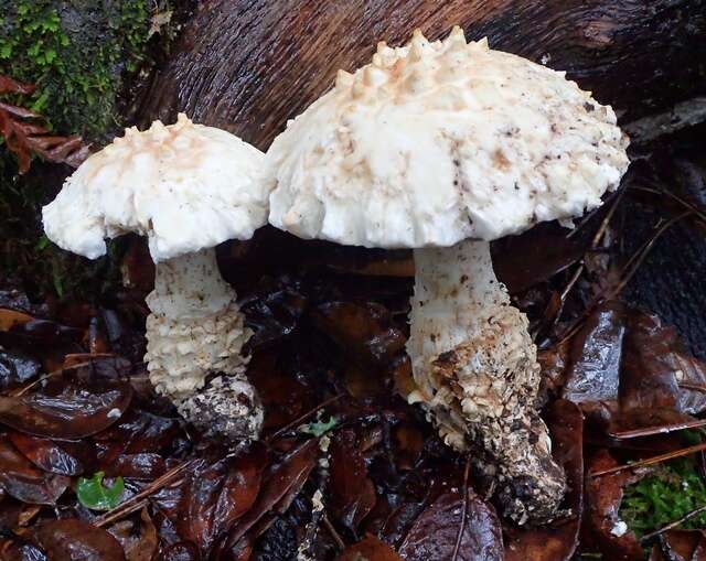 Image of Amanita magniverrucata Thiers & Ammirati 1982