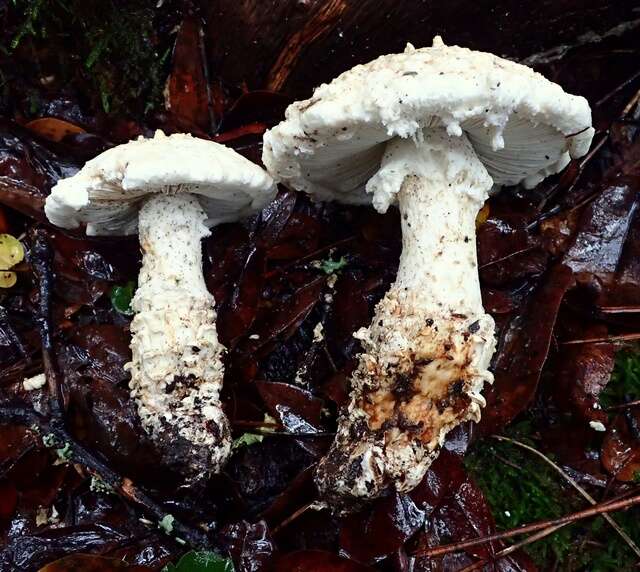 Image of Amanita magniverrucata Thiers & Ammirati 1982