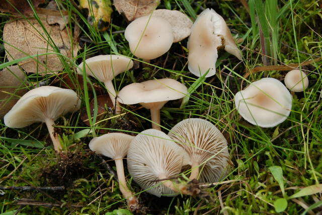 Plancia ëd Clitocybe fragrans (With.) P. Kumm. 1871