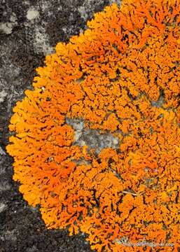 Image of orange wall lichen