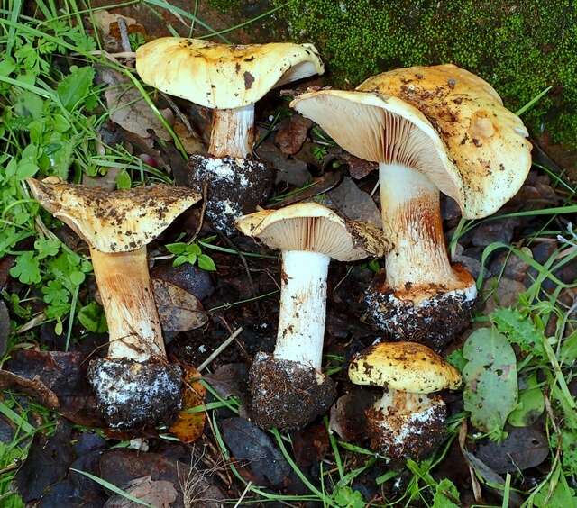 Image of Cortinarius amabilis Bojantchev, Ammirati & Pastorino 2015