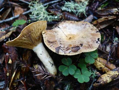 Слика од Lactarius argillaceifolius Hesler & A. H. Sm. 1979