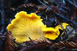 Image of Cantharellus californicus D. Arora & Dunham 2008