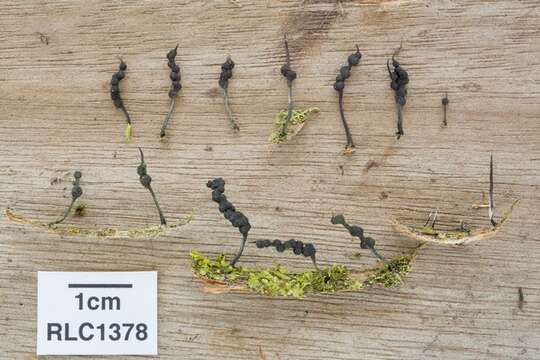 Image of Xylaria tucumanensis Hladki & A. I. Romero 2010