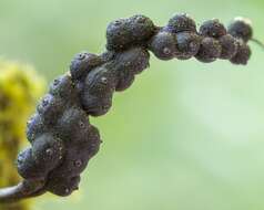 Слика од Xylaria tucumanensis Hladki & A. I. Romero 2010