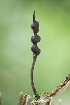 Image of Xylaria tucumanensis Hladki & A. I. Romero 2010