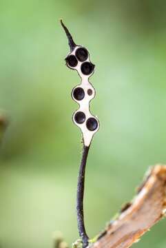 Plancia ëd Xylaria tucumanensis Hladki & A. I. Romero 2010