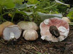 Sivun Agaricus subrufescens Peck 1894 kuva