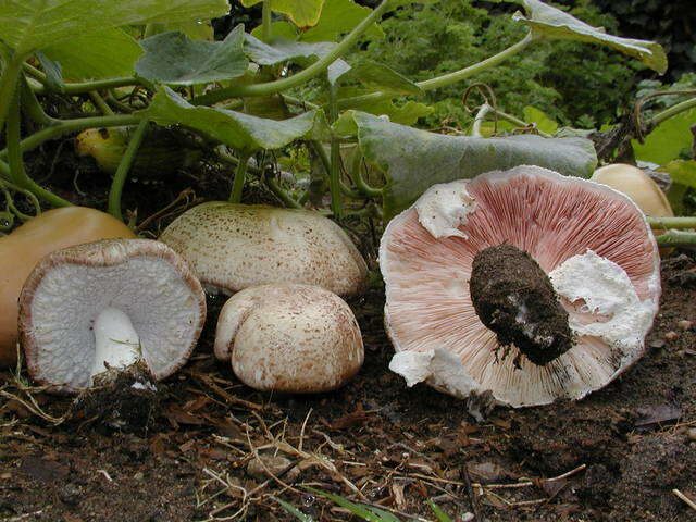 Sivun Agaricus subrufescens Peck 1894 kuva