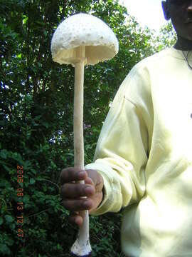 Image de Macrolepiota