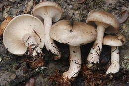 Image de Clitocybe